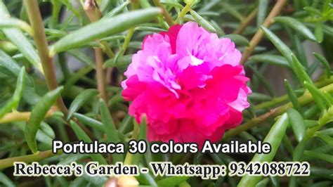 Portulaca Purslane Cindrella Sun Rose Moss Rose Rare