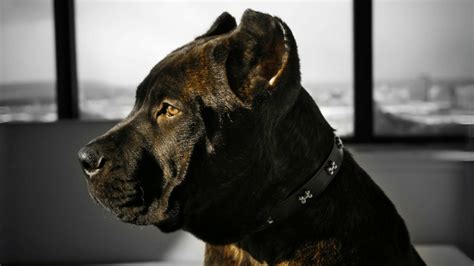 Cane Corso Ear Cropping The Pros And Cons Owners Should Know Best