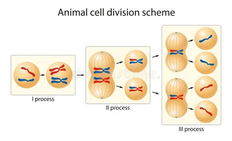 Cell Division Is The Process By Which A Parent Cell Divides Into Two Or