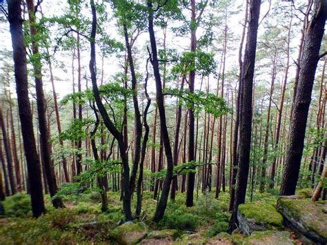 trees forest fir  photo  pixabay