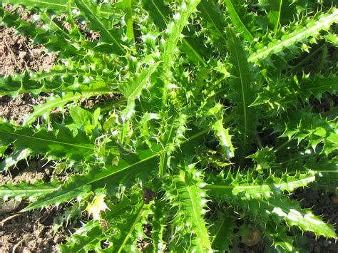 Free Images Prickly Sharp Leaf Flower Thorn Food Green Produce