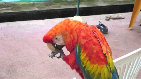 Parrot Eating Cracker Youtube