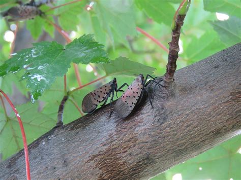 New York State Reports Multiple Sightings of Invasive Insect