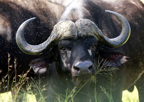 Kruger National Park And The Story Behind The Story