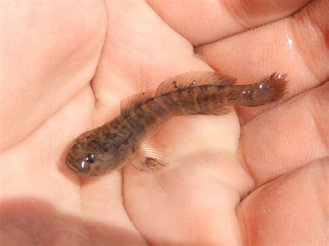 About Naked Goby Maryland Biodiversity Project