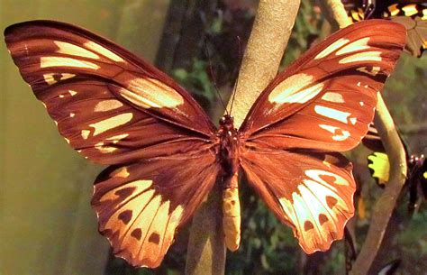 35 Vivid Butterflies In The Rainforest (with Pictures)