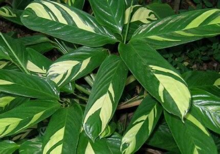 Калатея: сорта и виды с фото, уход в домашних условиях