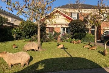 Con el frío hay otra invasión de carpinchos en Nordelta y ponen trampas