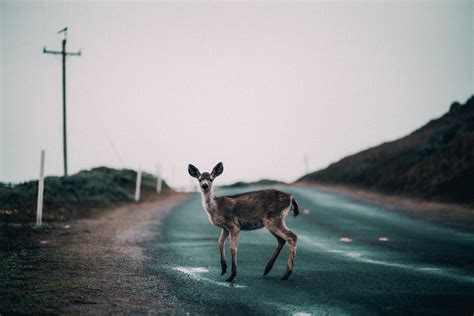 The Science Behind 'Deer Caught In Headlights' - headlights.com