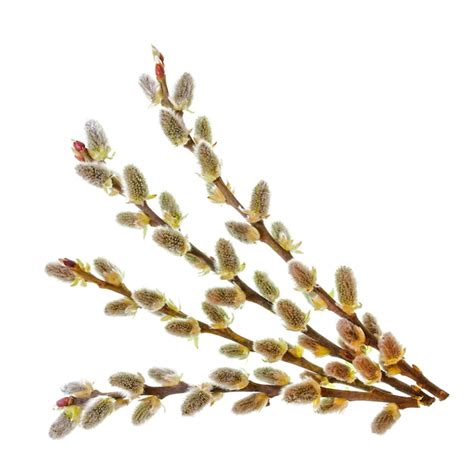 Premium Photo Pussy Willow Twigs Isolated On White Background