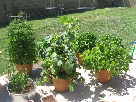 My easy potted Garden ! | Garden yard ideas, Garden pots, Container