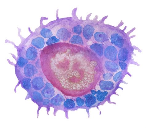 bryan jones mast cell illustration
