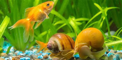 Mystery Snail Care Guide: Fact Sheet, Breeding, Behavior