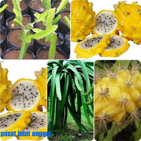 Gambar Buah Naga Kuning Pulp