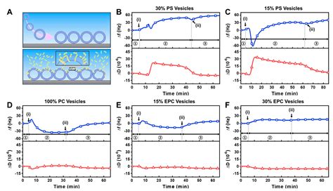 Ijms Free Full Text Biophysical Characterization Of Ltx