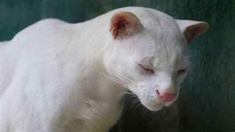 The world’s first known albino ocelot worries scientists | Science ...