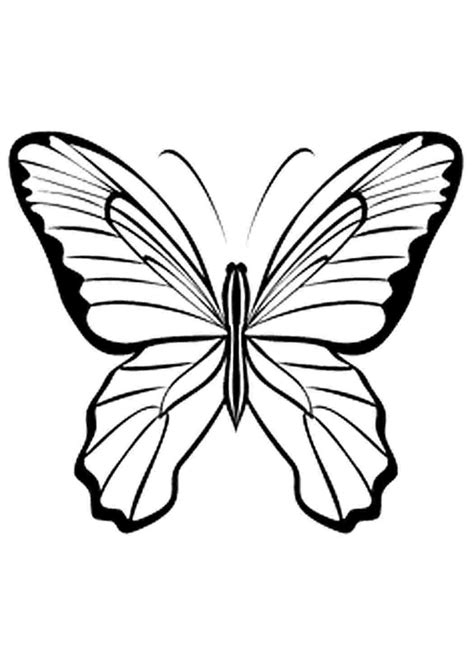 Раскраска бабочка контур - 75 фото