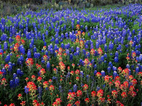 🔥 [83+] Free Texas Bluebonnet Wallpapers | WallpaperSafari