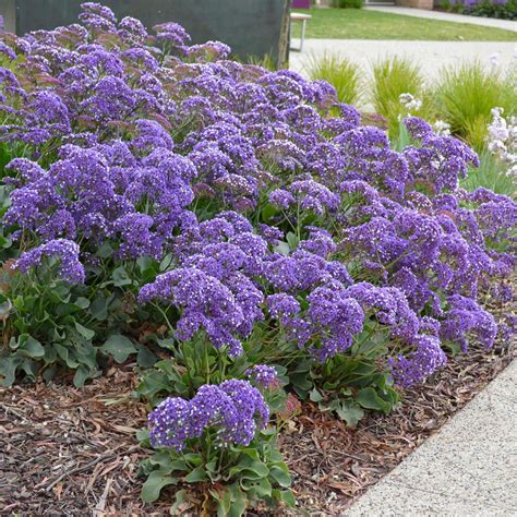 Limonium perezii - Granton Plants Hobart