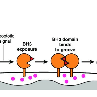 The BH3:groove model of Bak and Bax conformational change and ...