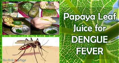 How To Make Papaya Leaf Juice To Get Rid Of Dengue Fever In Hours