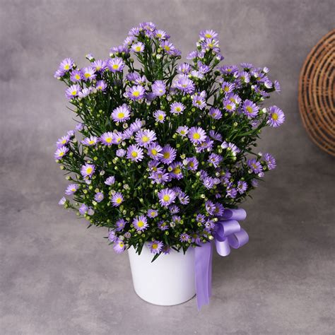 september birthday flower 8