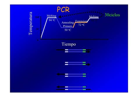 Pcr Y Electroforesis Biociencias 2010 Pdf