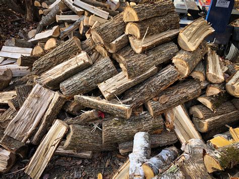 ash tree for firewood 11