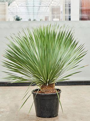 Kostenloser Versand Yucca Rostrata Lubera De