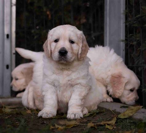 Cachorros Golden Retriever Centro Canino Valmajano