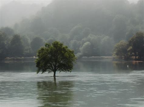 premium ai image  tree  middle  gradient background