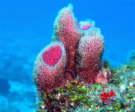 New sponges discovered in unexplored deep-sea habitats - Earth.com