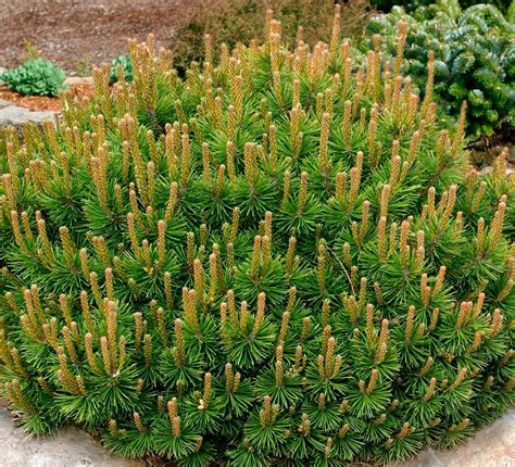 Сосна горная Мугус: описание, посадка и уход, ландшафтный дизайн