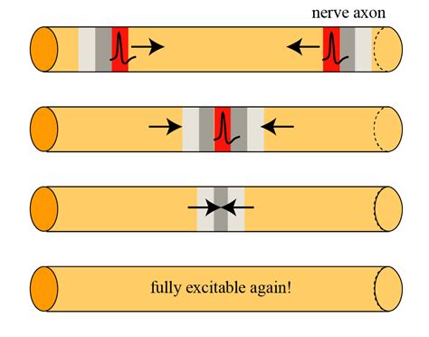 A Action Potential Propagation Basicphysiology Org