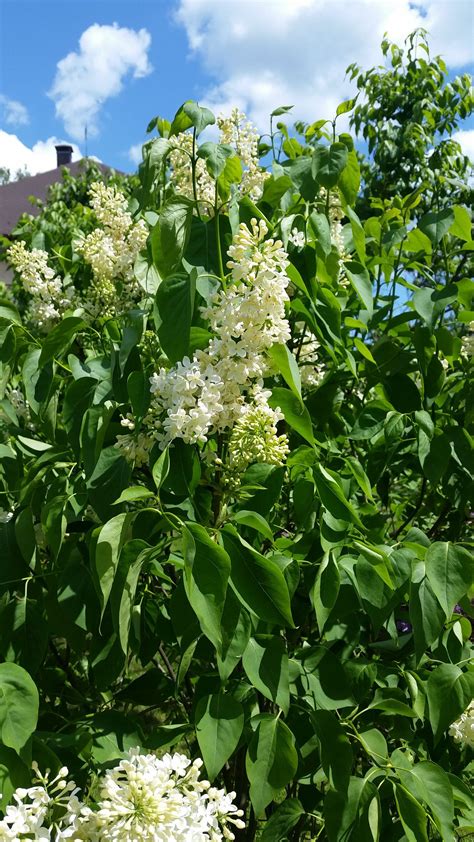 Примроуз | Растения, Сирень