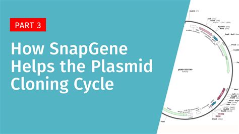 How Snapgene Helps With The Plasmid Cloning Cycle