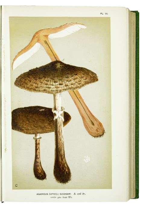 Illustrations Of British Fungi Hymenomycetes To Serve As An Atlas To