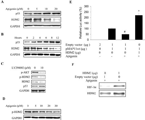 Apigenin Inhibited Vegf Transcriptional Activation Through Hdm