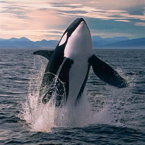 killer whale animal facts orcinus orca   animals