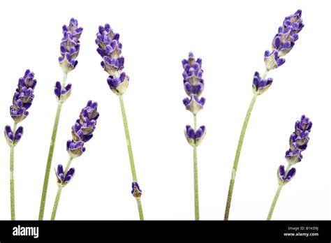 Lavandula Angustifolia Hidcote Stock Photo Alamy