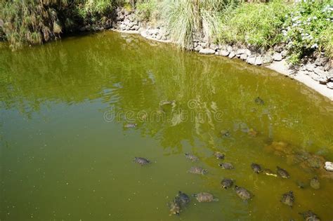 The Red Eared Slider Or Red Eared Terrapin Trachemys Scripta Elegans