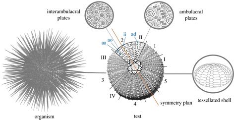 Sea Urchin Test Labeled