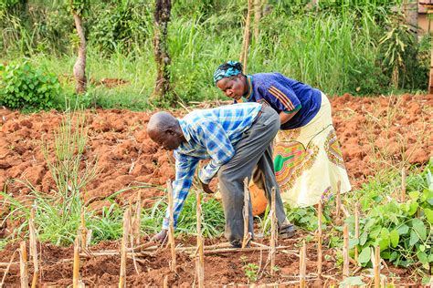 Paving the Way for Food Systems Transformation in Sierra Leone – SDG