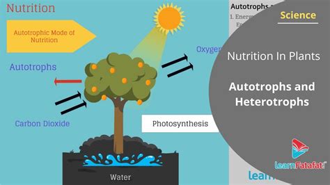 Heterotrophic Plants