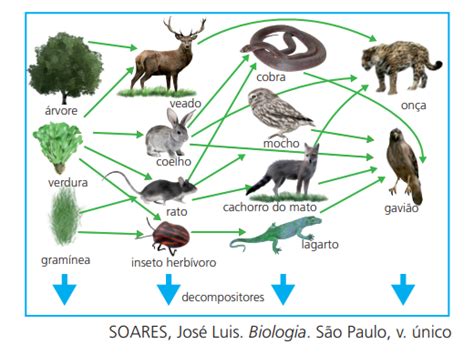 Interacoes Entre Os Seres Vivos - Interacoes Entre Os Seres Vivos