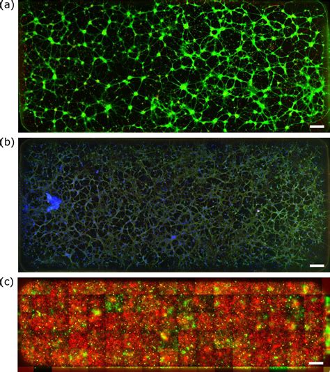 Vybrant Multicolor Cell Labeling Kit Dio Dii Did Solutions Each