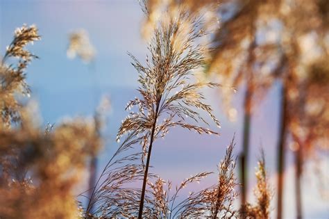 common reed reed images pixabay