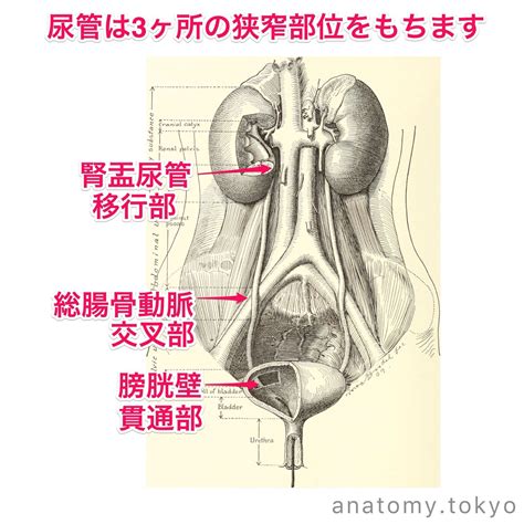 尿管について誤っている記述はどれか（あマ指-2005-26） 1. 壁は粘膜、筋層、外膜よりなる 2. 粘膜は移行上皮で覆われる 3. 筋層に ...