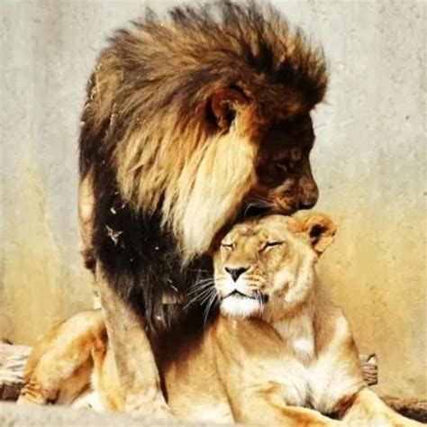 S W BBW Schönheiten ficken xHamster