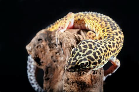 arti mimpi melihat tokek